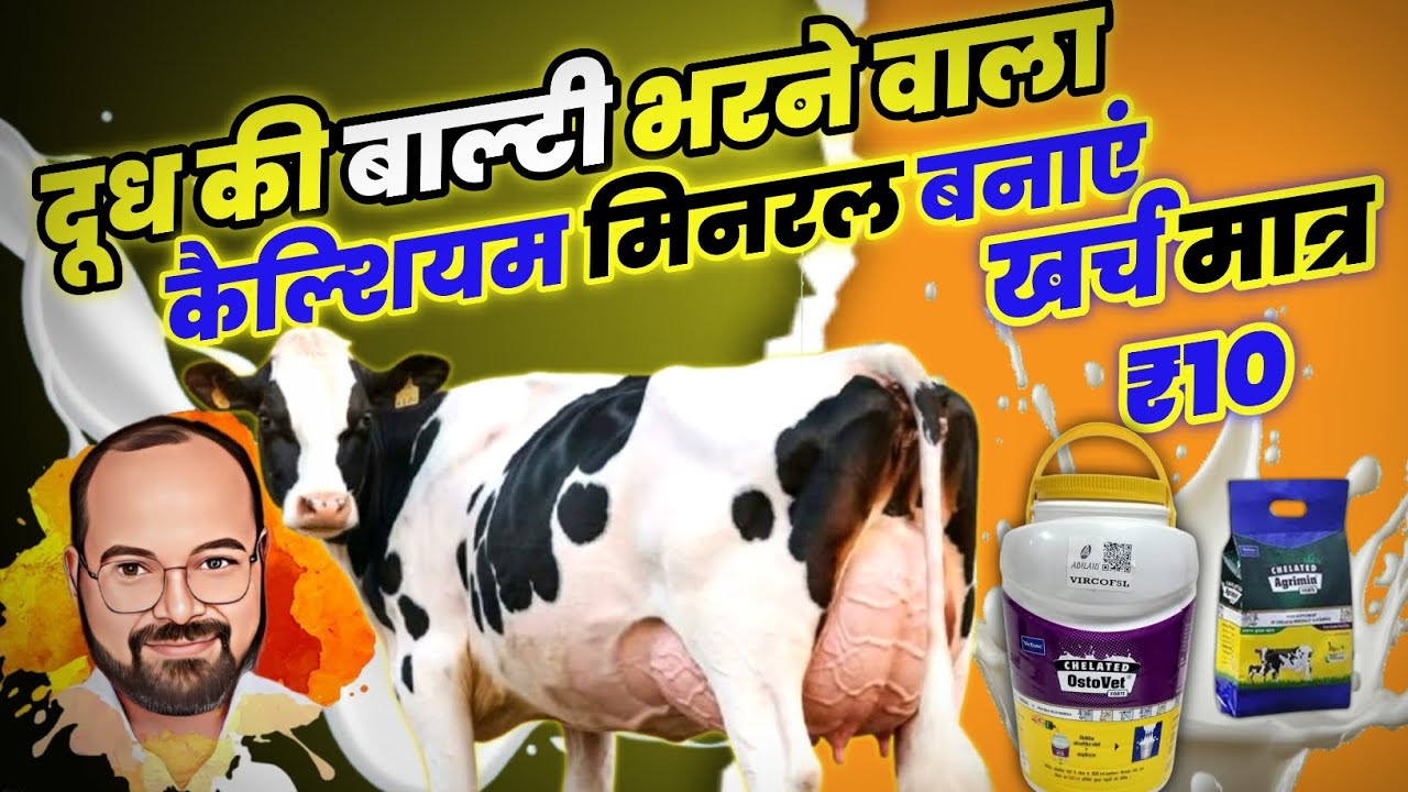 दूध की बाल्टी भरने वाला कैल्शियम मिनरल बनाएं।Home Remedy