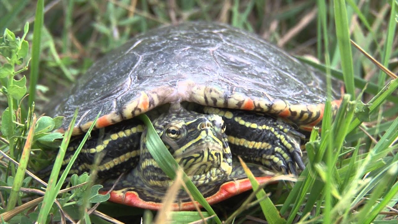 Painted Turtle (Chrysemys picta)