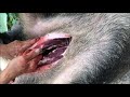 【閲覧注意】90kg代の猪のワタ抜き