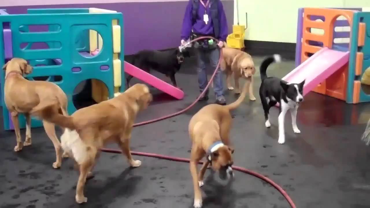 Tuesday's Rowdy Group 12/28/2010 Central Bark Doggy Day Care YouTube