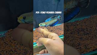 ikan channa andrao gondrong #channa #animals #aquarium #ikan #predator #fish #snakehead