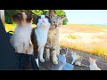I found a hidden Cat Island in Japan — and it’s full of friendly cats! 🐾🐈🐈 Hiroshima, Japan