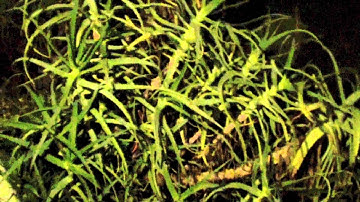 Monster in the House - Directed by Luke Fedoroff