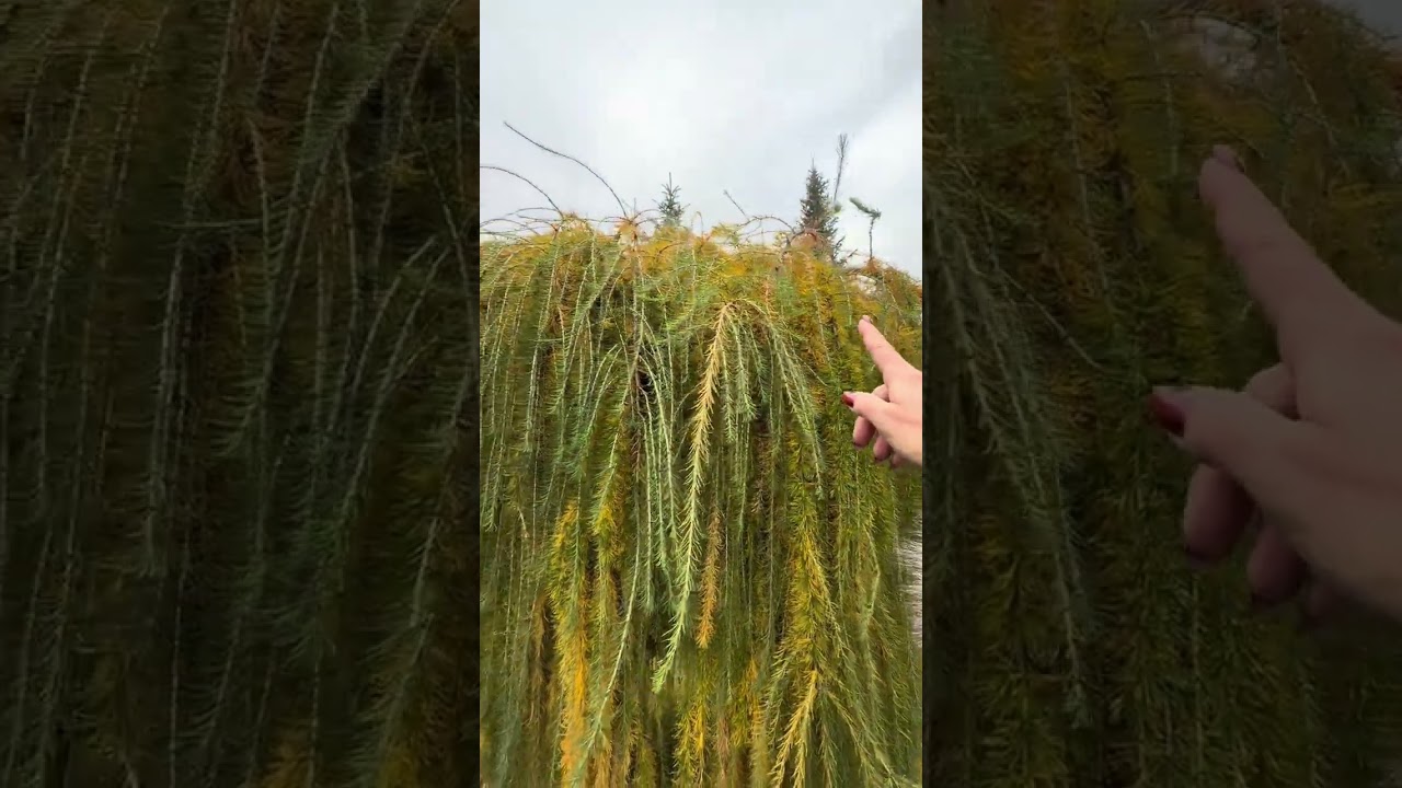 Прогулка по питомнику. Часть 1.   