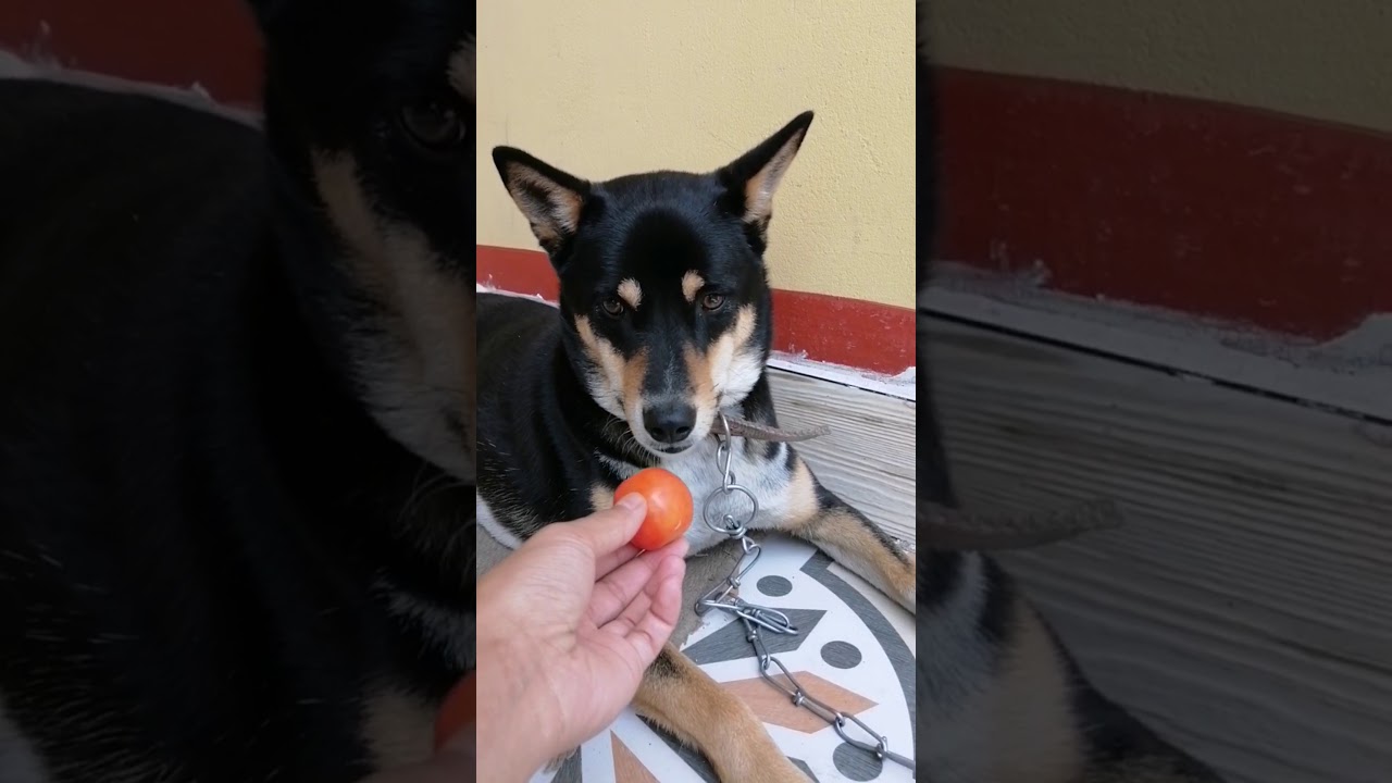 Will my dog eat tomato or biscuit?