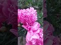 Пионы моего сада.😍