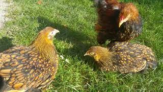 Yellow Black Laced Wyandotte young pullets and rooster