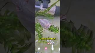 Triops-Mitbewohner 🦐 🦕 #triops #shorts #seamonkeys #triopsgalaxy #TriopsGalaxy