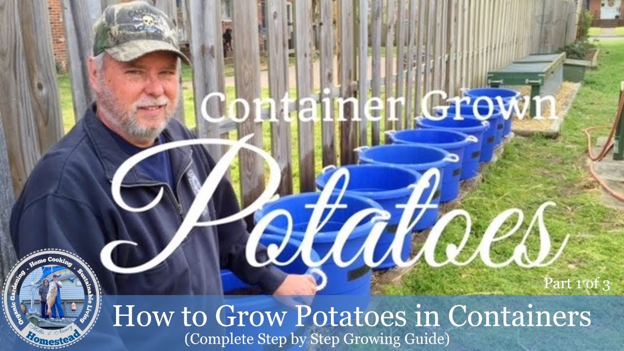 How To Grow Potatoes In Containers Step by Step Growing Guide