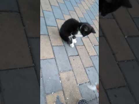Видео: Кіт муркіт
