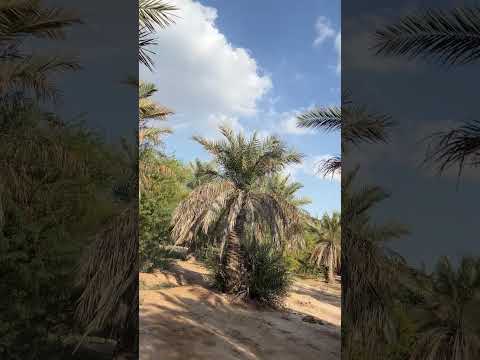 طبیعت گردی نخل های خوزستان اهواز فروردين ماه سال ۱۴۰۴ ۹ ۵۵