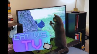 Cat v.s. TV Squirrel | Who Will Win? by Elsa and Dalila  36 views 8 months ago 1 minute, 39 seconds