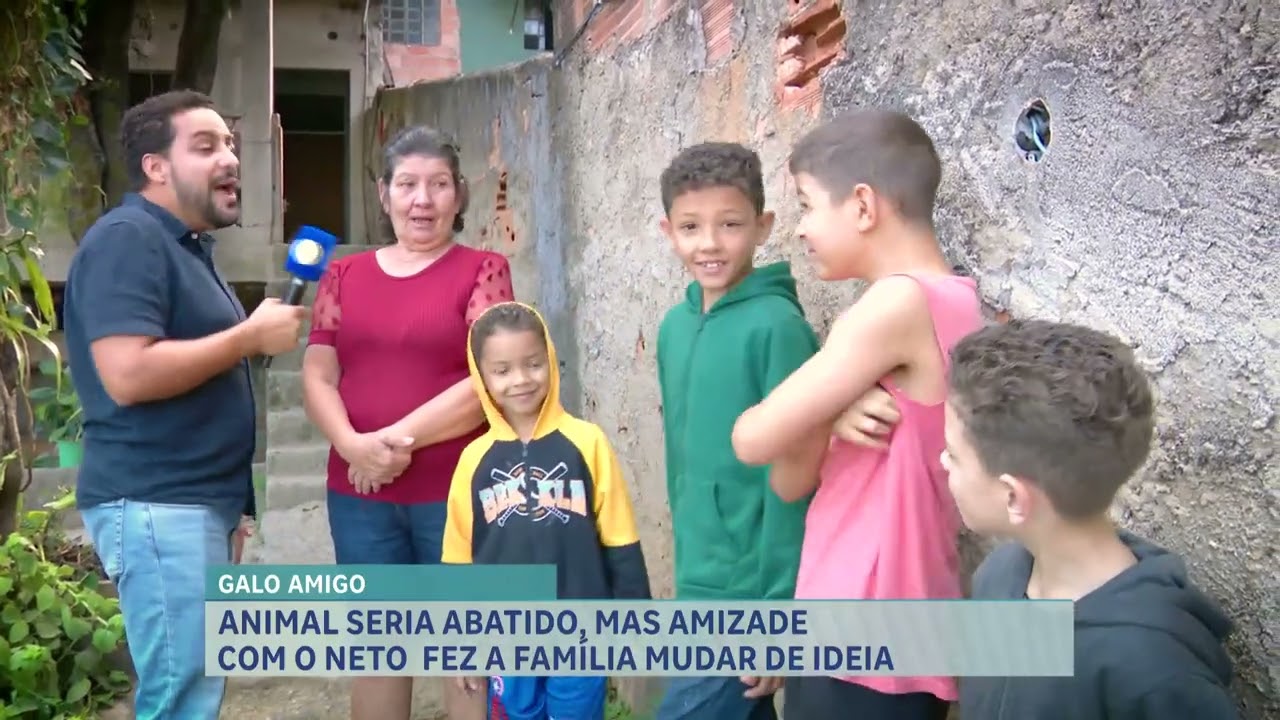 Galo escapa da panela e vira melhor amigo de menino de 10 anos em BH