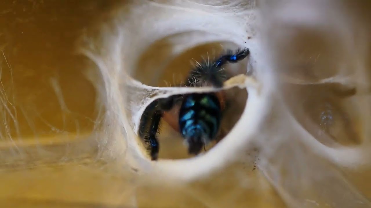 Typhochlaena Seladonia Tarantula Spiderlings