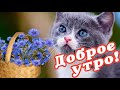 🌞 ДОБРОГО УТРА / ДОБРОЕ УТРО / С ДОБРЫМ УТРОМ / ДОБРОГО УТРА ЛЮБИМОЙ / ДОБРОЕ УТРО КАРТИНКИ