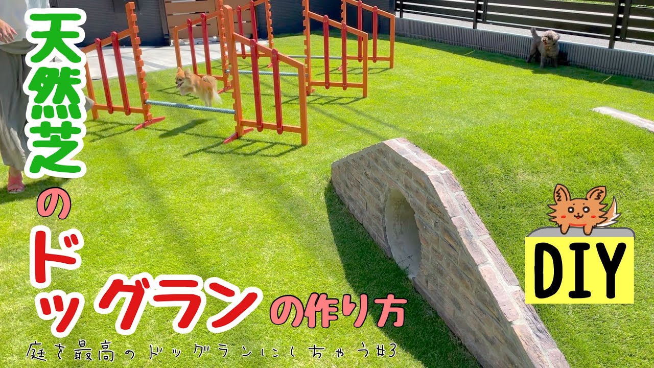 Diy 庭 天然芝 庭を最高のドッグランにしちゃう 天然芝編 Youtube