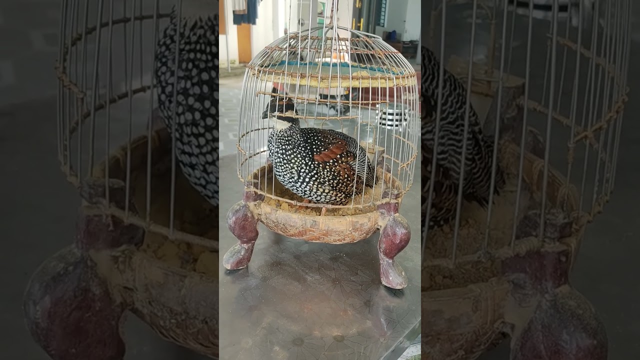 Chim đa đa e bổi lên 2 mùa gáy thuần cực sung