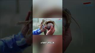 Natureza Implacável  Força Letal e Sobrevivência Secreta