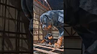 كلاب روت وايلر | أجمل كلاب العالم