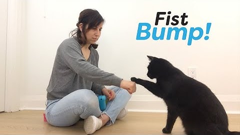 Teach Your Cat To Fist Bump With Clicker Training
