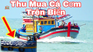 🔴 Xuồng Thu Mua Cá Cơm Trên Biển Lagi || Bình Thuận Dấu Yêu