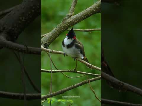 Red-whiskered Bulbul sound #shorts