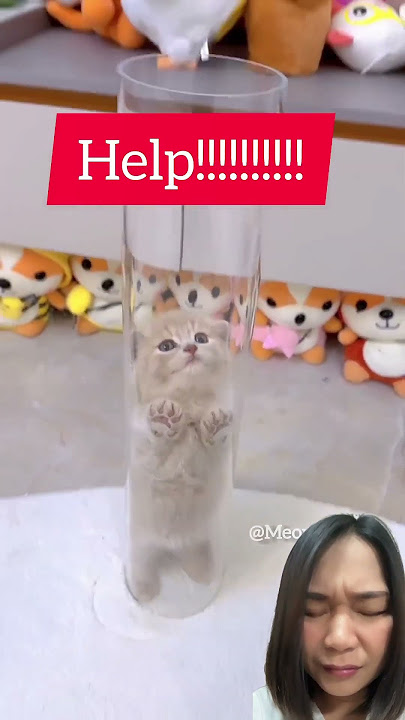 ๐ฑ๐ฅฐ๐๐ #kitten #cat #cutecat #funny #shorts #shortvideo