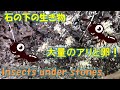 石の下の生き物探し 虫 昆虫 アリ あり 蟻 ダンゴムシ Creatures under stones insects ants