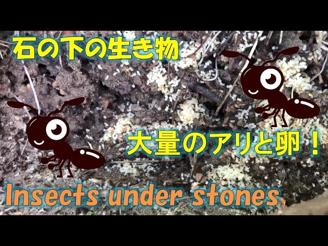 生き物・昆虫の観察NEW!