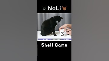 Cat vs Shell Game | NoLi