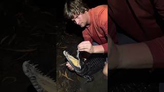 Exploring Australia! #wildlife#reptiles#Australia#snake#crocodile#shorts#nature#animals#crazy