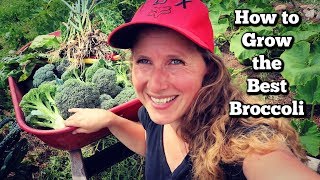 How to Grow Amazing Broccoli | Tips, Tricks and Troubleshooting