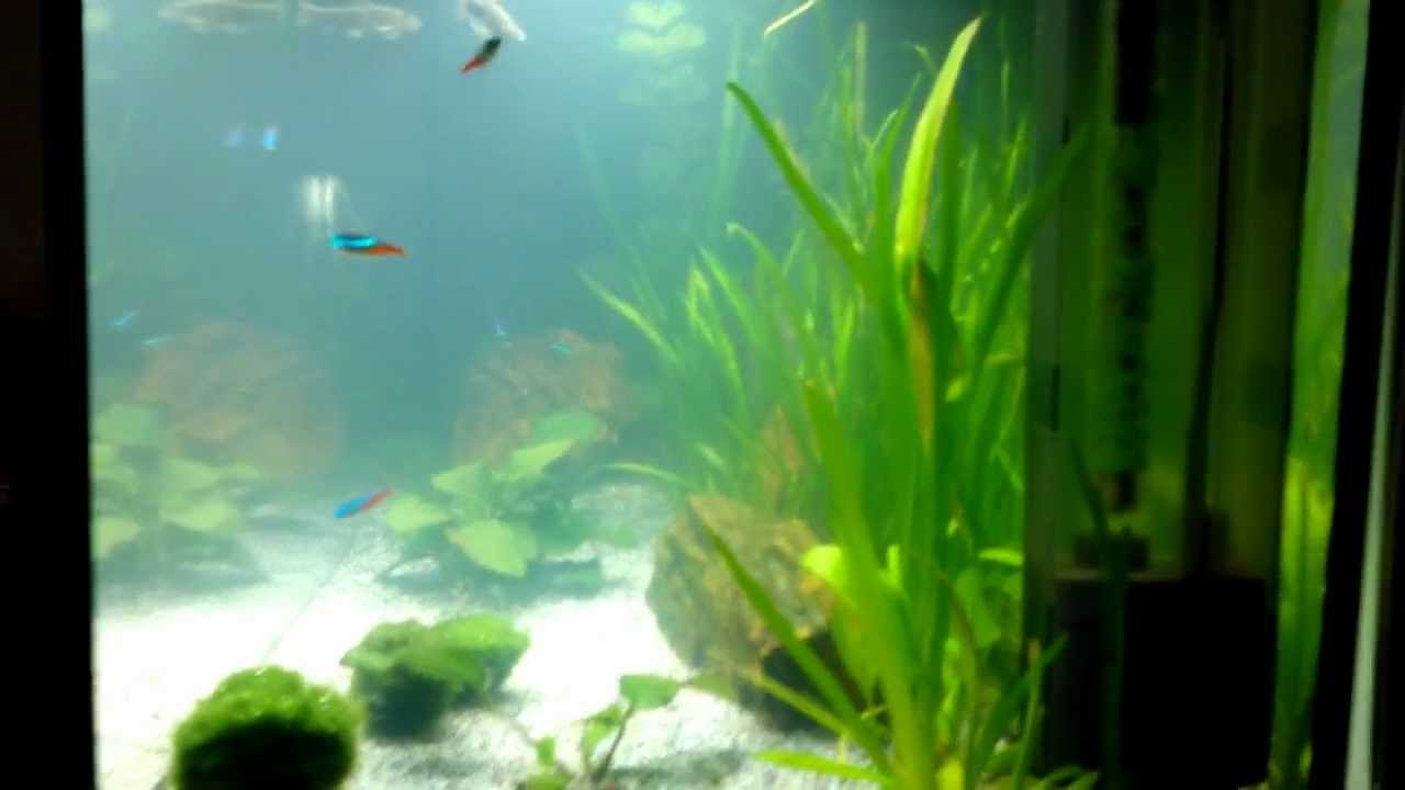 acquario ASKOLL PURE XL
