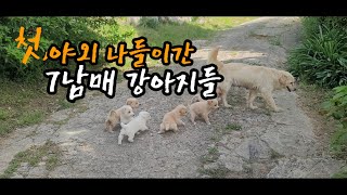 첫 야외 나들이간, 7남매 강아지들/ 예쁜 강아지