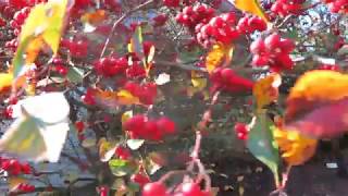 Crataegus crus galli hloh kuří noha