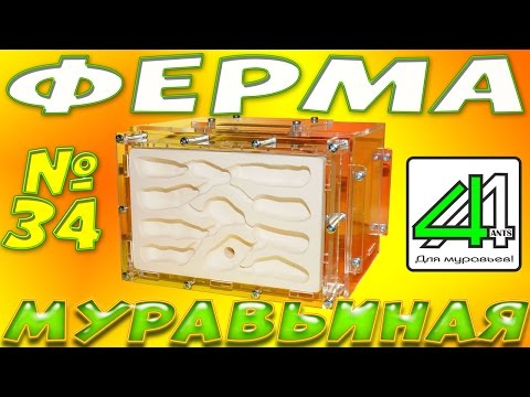 Акрилово-Гипсовый формикарий от 4Ants. Первый обзор Новинки!