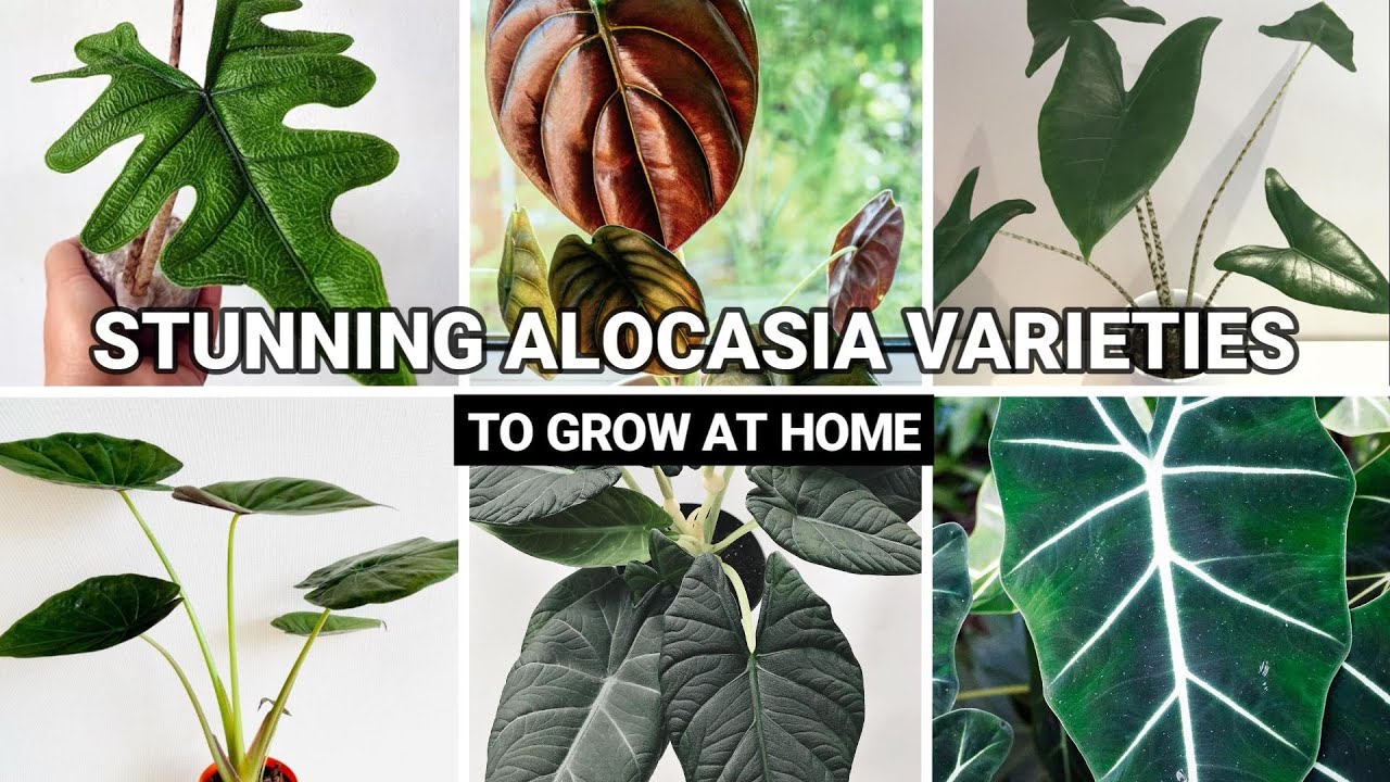 Top 40+ Best types of Alocasias to Grow at Home | Alocasia Varieties with Names