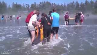 False Killer Whale Calf Dramatic Rescue