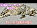 【野良猫から家猫へ】#2 妊婦猫と先住子猫を初めて会わせてみました【保護猫】【初対面】保護した妊婦猫と今飼っている子猫がご対面しました#野良猫保護