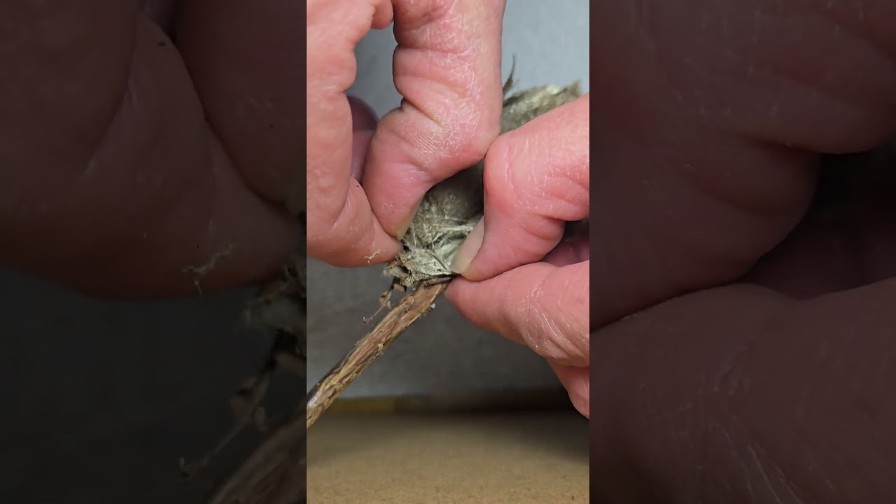 How to Open a Cecropia Moth Cocoon to View Pupa