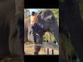 Elephant Ne Dikhaya Dil 😍 | Aisa Pyar Kabhi Nahi Dekha 🐘❤️ #Shorts #elephant #trendingshorts