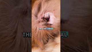 The Hidden Triggers Of Dog Ear Infections Why Floppy Ears Are More At Risk