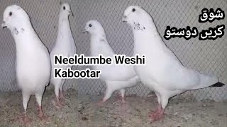 Neeldume Weshi Kabootar, Neeldume Pigeons, Wehshi Kabootar,