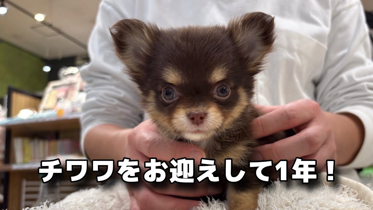 【うちの子記念日】チワワのおこげをお迎えして1年が経ちました！