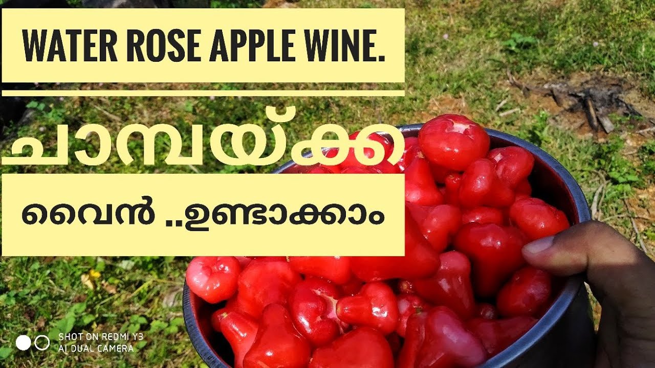 water Rose apple wine ചാമ്പയ്ക്ക വൈൻ എങ്ങനെ ഉണ്ടാക്കാം How to made a