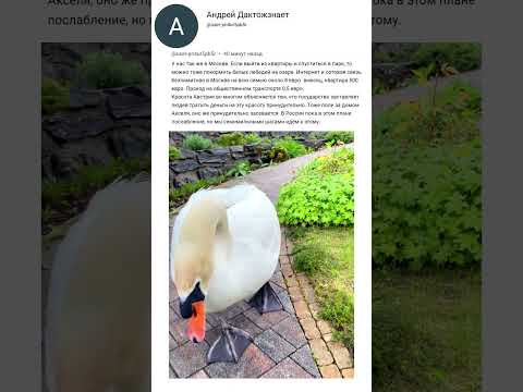 Тупые комментарии, 10 серия. Москва и коровы. #shorts  #аксельфранк #комментарии