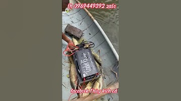 Đánh suối chúng bầy cá khủng ! khách trả hàng máy kích cá cricketv5vip  em thủy