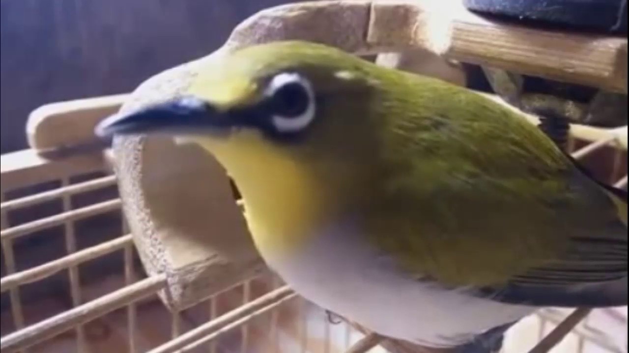 Burung Pleci Gacor Banget Full Isian Youtube