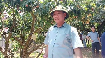 du lịch sinh thái vườn cây ăn quả vải thiều tại thôn chão xã giáp sơn lục ngạn Bắc Giang