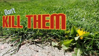 Stop It! - You Don't Have To Kill Dandelions In The Lawn!